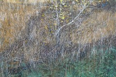 iona3-42x42