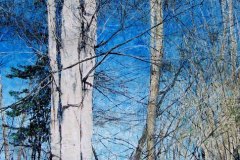 treesnearterranova30x60